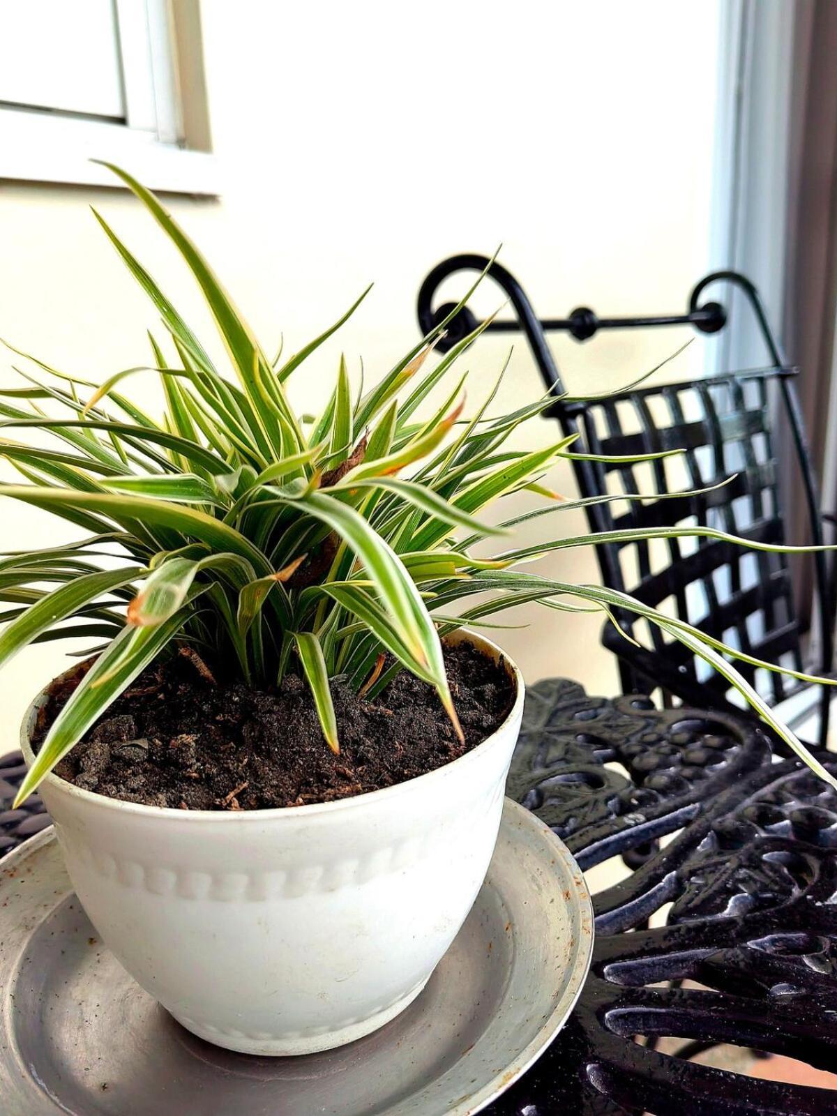 Apartment Elegant 2br Flat In Qc With Netflix And Parking!!